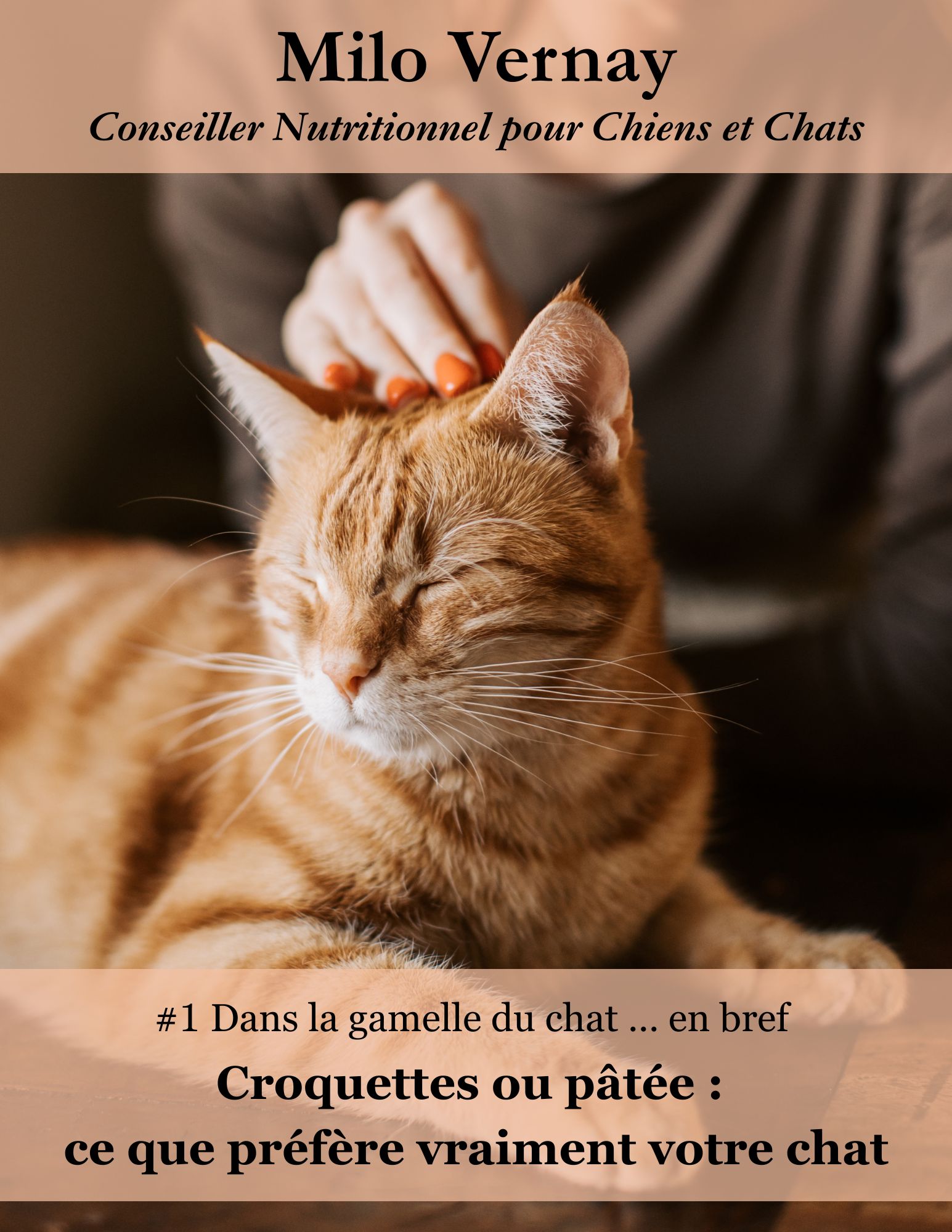 Croquettes ou pâtée : ce que préfère vraiment ton chat